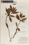 Chimaphila umbellata image