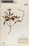 Chimaphila umbellata image