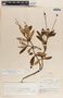 Chimaphila umbellata image