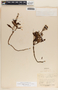 Chimaphila umbellata image