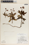 Chimaphila umbellata image