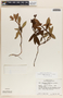 Chimaphila umbellata image