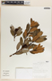 Comarostaphylis arbutoides image