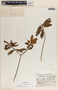 Comarostaphylis arbutoides image