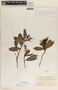 Comarostaphylis arbutoides image