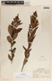Comarostaphylis arbutoides image