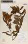 Comarostaphylis arbutoides image