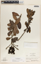 Comarostaphylis arbutoides image