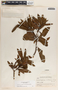Comarostaphylis arbutoides image
