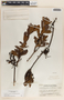 Comarostaphylis arbutoides image
