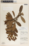 Comarostaphylis arbutoides image