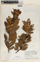 Comarostaphylis arbutoides image