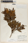 Comarostaphylis arbutoides image