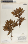 Comarostaphylis arbutoides image