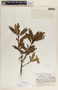 Comarostaphylis arbutoides image