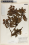 Comarostaphylis arbutoides image