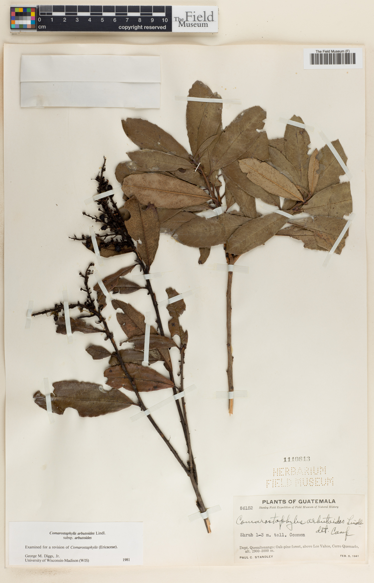Comarostaphylis arbutoides image