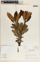 Comarostaphylis arbutoides image