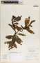 Comarostaphylis arbutoides image
