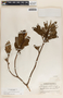 Comarostaphylis arbutoides image