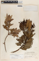 Comarostaphylis arbutoides image