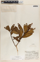 Comarostaphylis arbutoides image