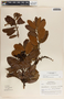 Comarostaphylis arbutoides image
