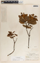 Comarostaphylis arbutoides image