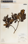 Comarostaphylis arbutoides image