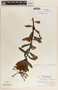 Comarostaphylis arbutoides image