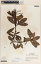 Comarostaphylis arbutoides image