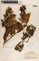 Comarostaphylis arbutoides image