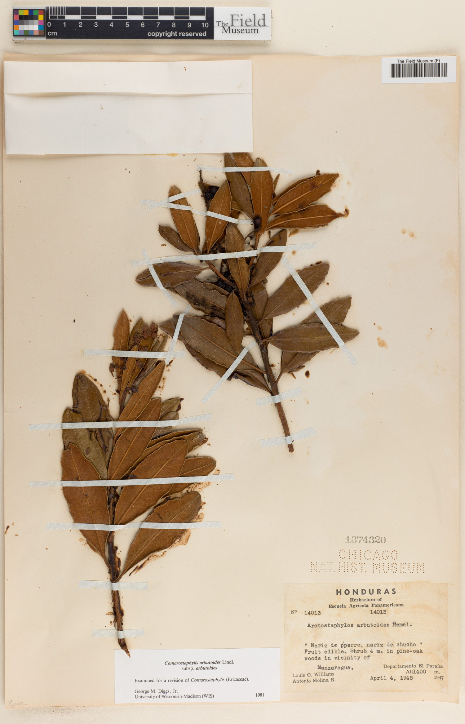 Comarostaphylis arbutoides image