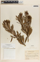 Comarostaphylis arbutoides image