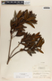 Comarostaphylis arbutoides image