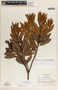 Comarostaphylis arbutoides image
