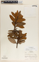 Comarostaphylis arbutoides image
