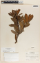 Comarostaphylis arbutoides image