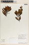 Comarostaphylis arbutoides image