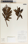 Comarostaphylis arbutoides image