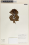 Comarostaphylis arbutoides image
