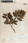 Comarostaphylis arbutoides image