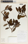 Comarostaphylis arbutoides image