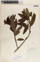 Comarostaphylis discolor image