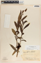 Comarostaphylis discolor image