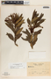 Comarostaphylis discolor image