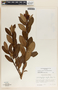 Comarostaphylis discolor image