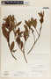 Comarostaphylis discolor image