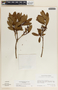 Comarostaphylis discolor image