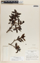 Comarostaphylis discolor image